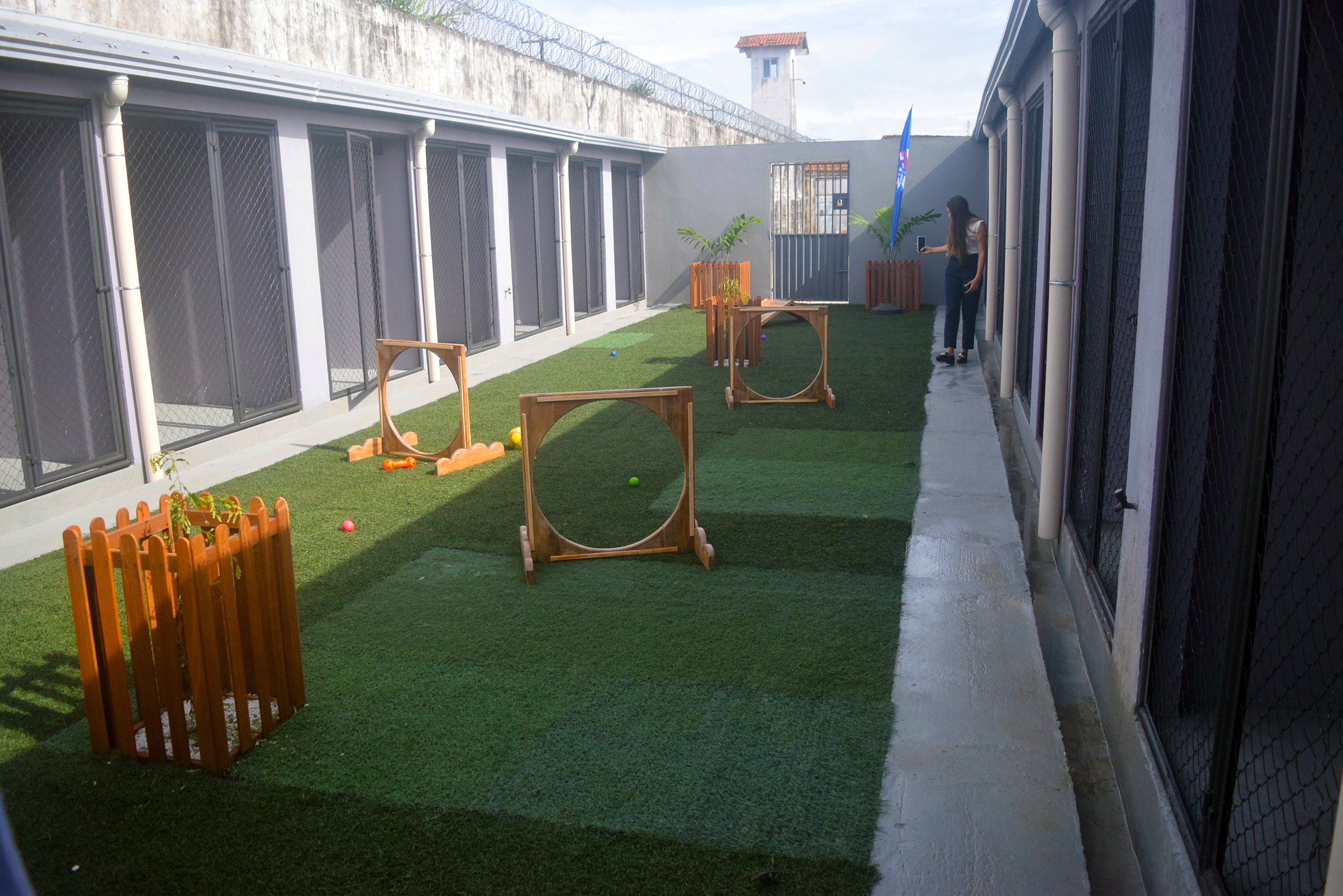 Projeto da Seap, o ReinserCão, amplia adoção responsável de animais resgatados