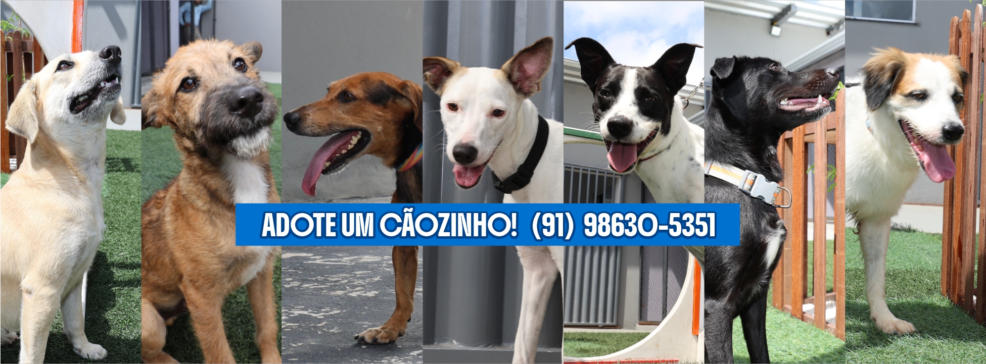 Projeto da Seap, o ReinserCão, amplia adoção responsável de animais resgatados