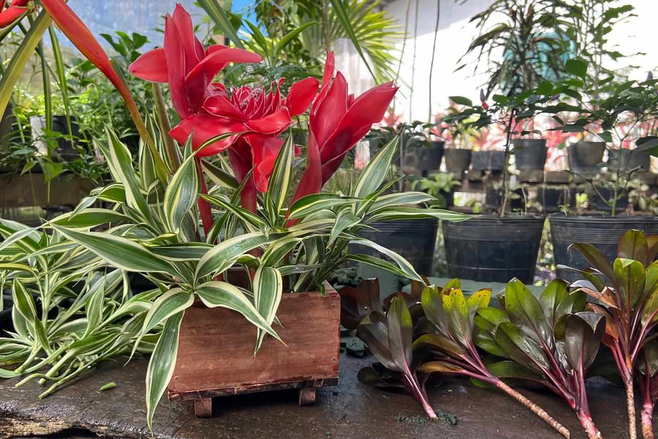 Foto: Flávio Lobo - SEAP/PA